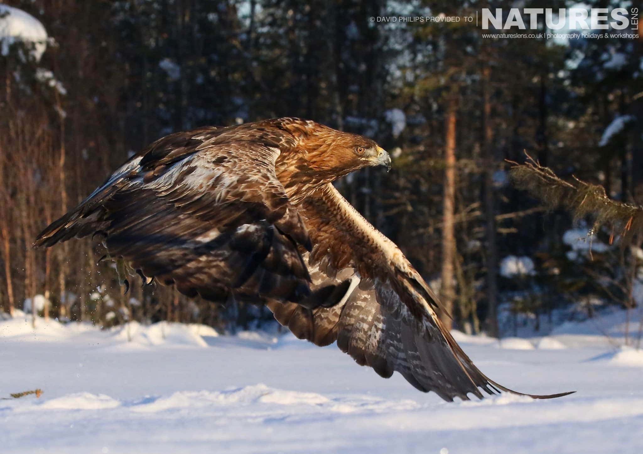 Golden Eagles of the Swedish Winter by David - News - NaturesLens