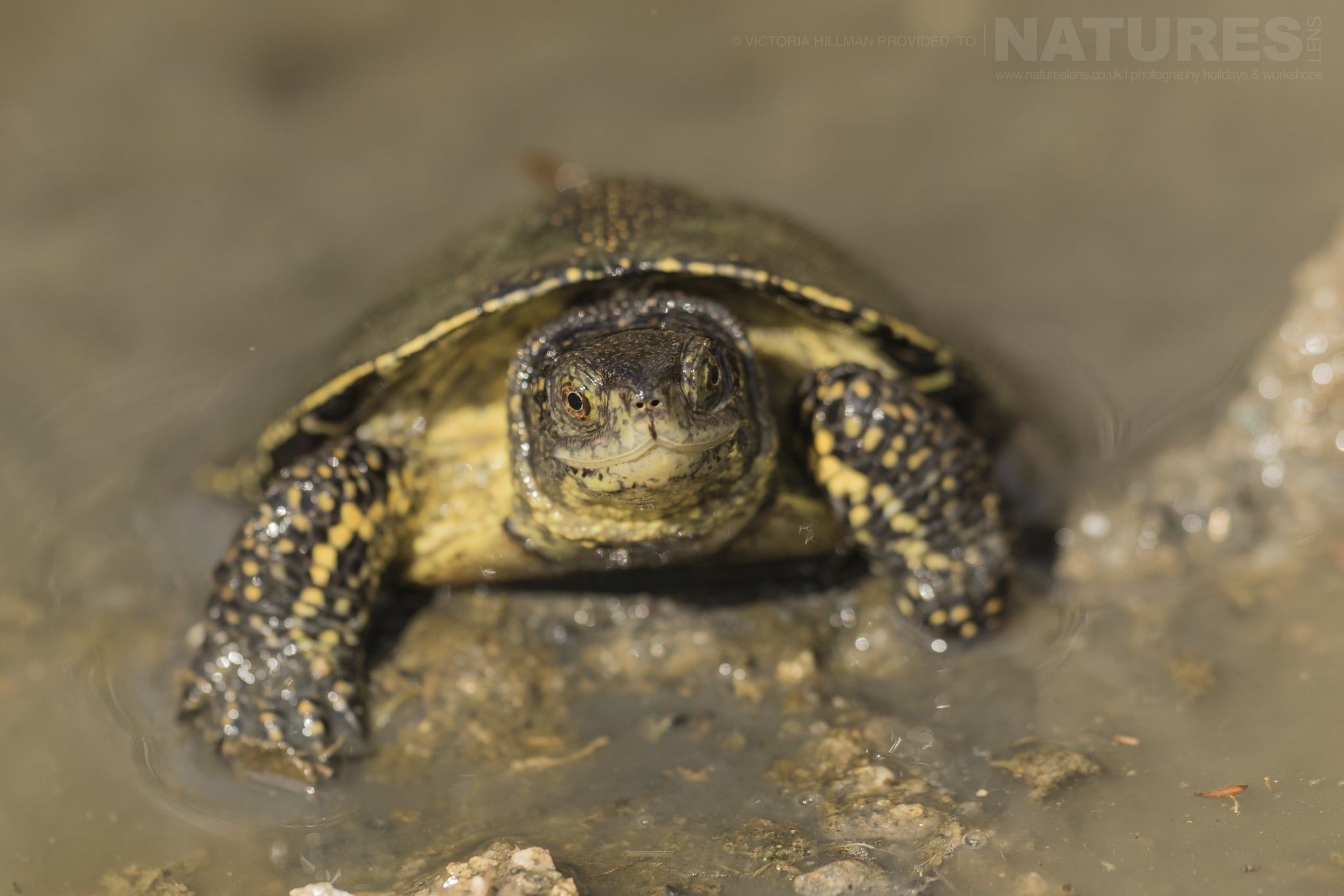 30 Images Of The Diminutive Reptiles & Amphibians Of Bulgaria - News 