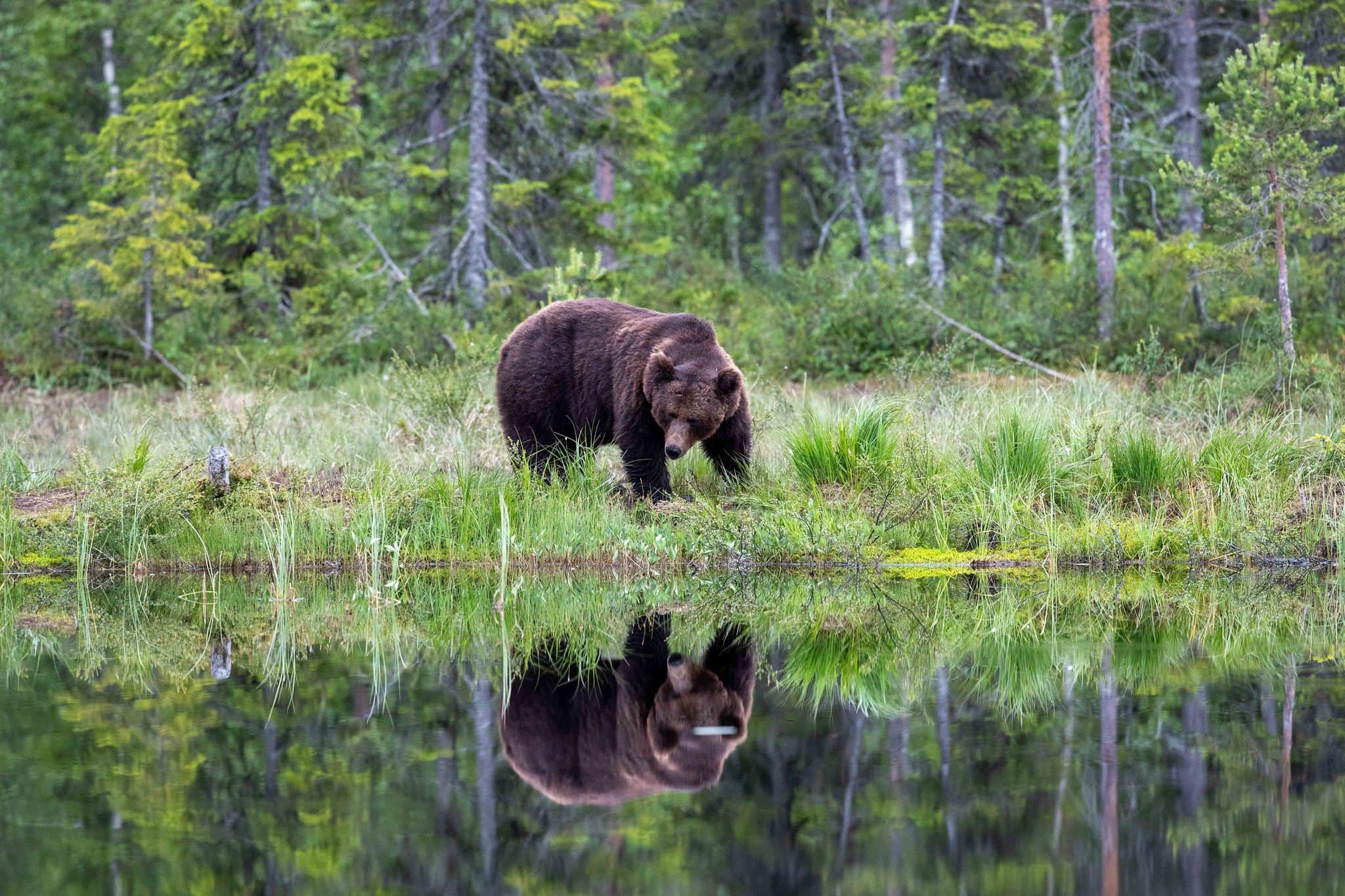 12 fabulous images of the Majestic Brown Bears & Cubs of Finland - News ...